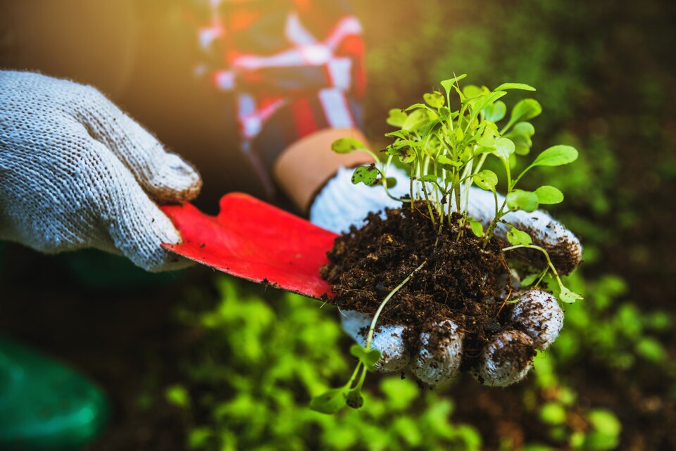 https://www.woodlush.com/wp-content/uploads/2023/10/tree-planting.jpg