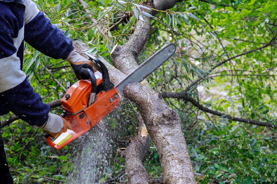 https://www.woodlush.com/wp-content/uploads/2023/10/tree-trimming.jpg